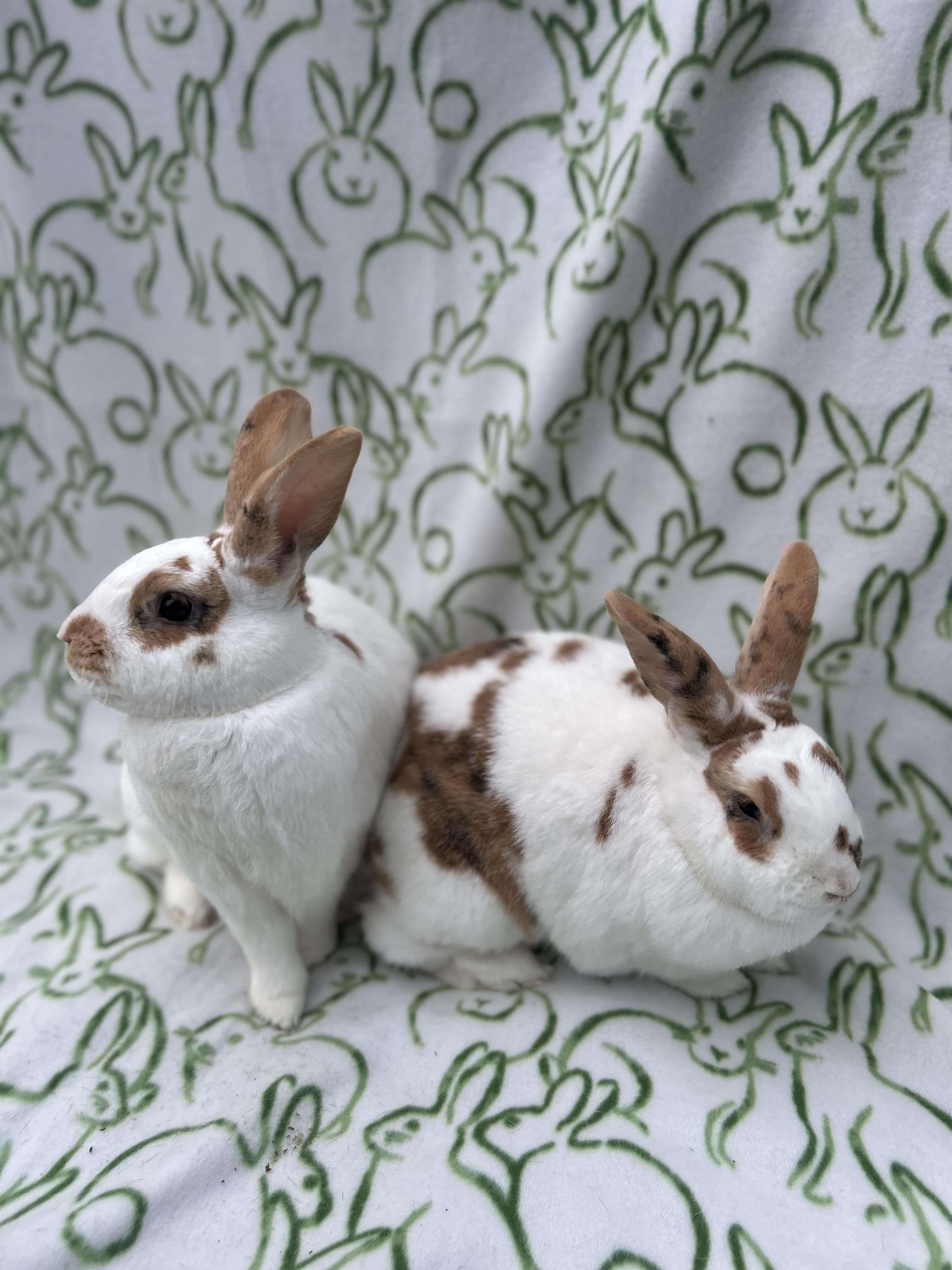 Enlarge Lewis & Clark, a Adoptable mixed breed in Bishopville, SC image 2/5