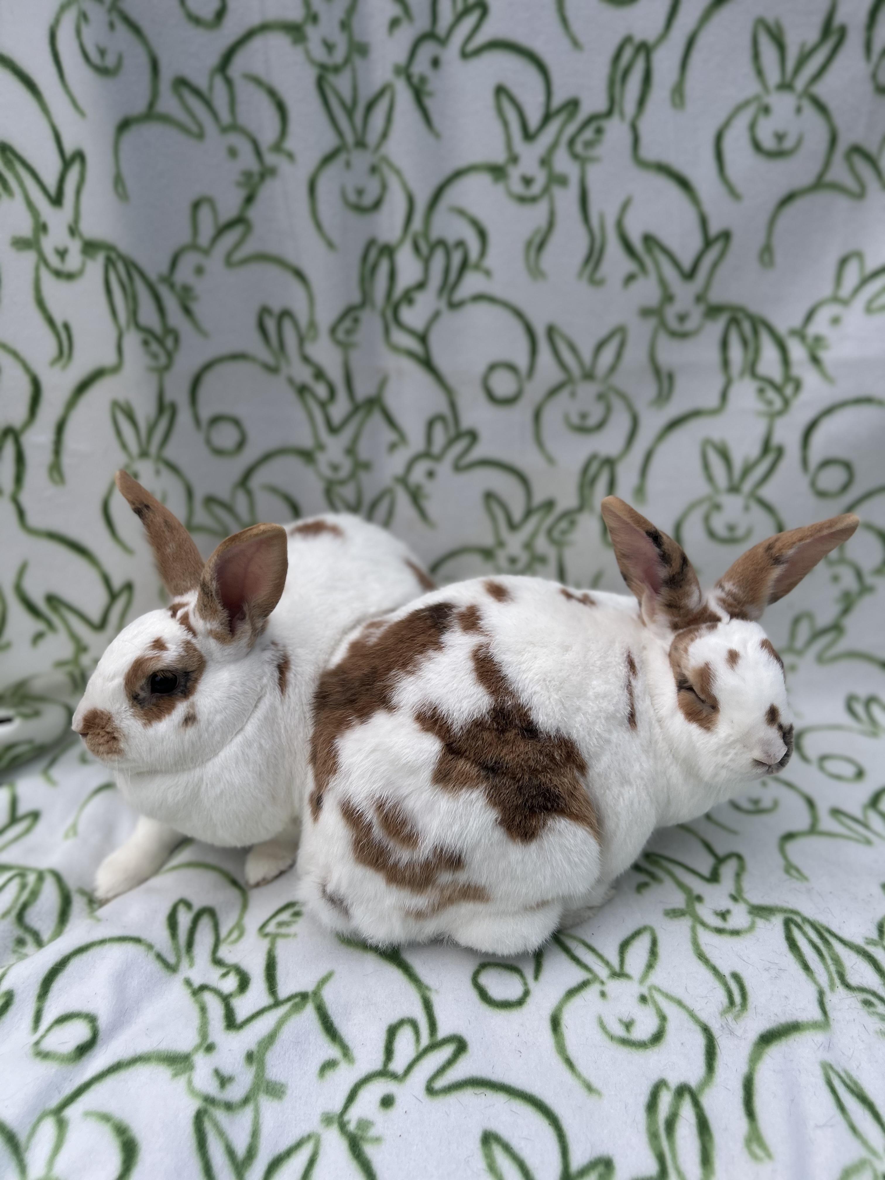 Enlarge Lewis & Clark, a Adoptable mixed breed in Bishopville, SC image 4/5