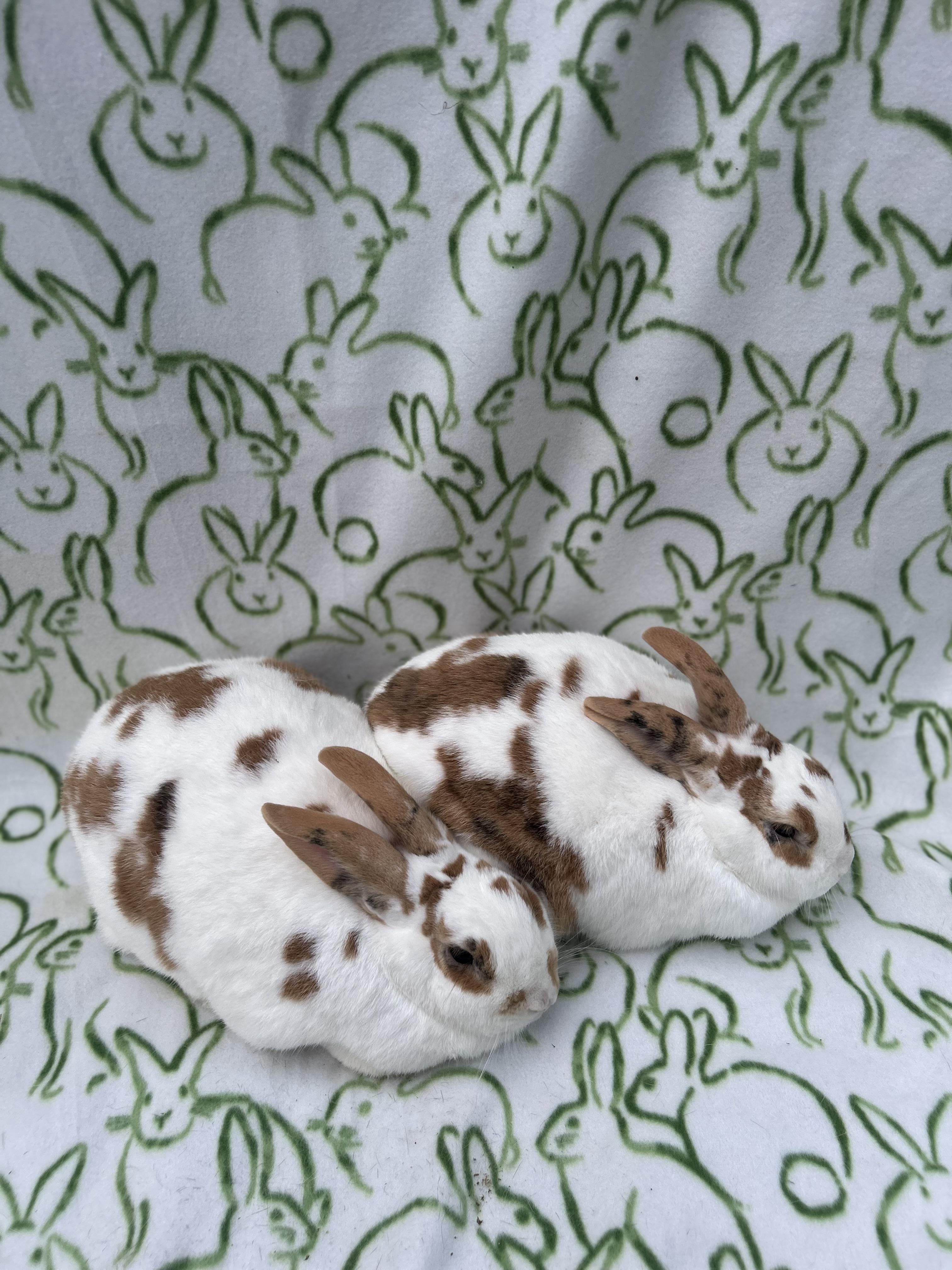 Enlarge Lewis & Clark, a Adoptable mixed breed in Bishopville, SC image 3/5