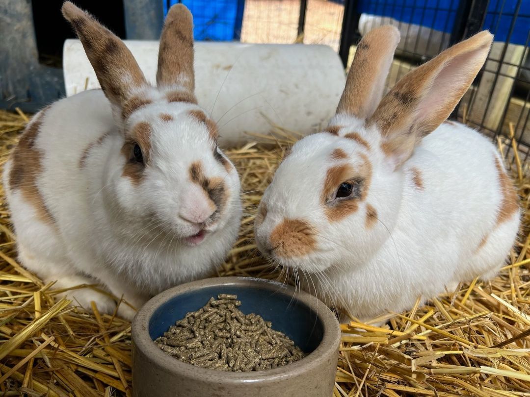 Enlarge Lewis & Clark, a Adoptable mixed breed in Bishopville, SC image 1/1