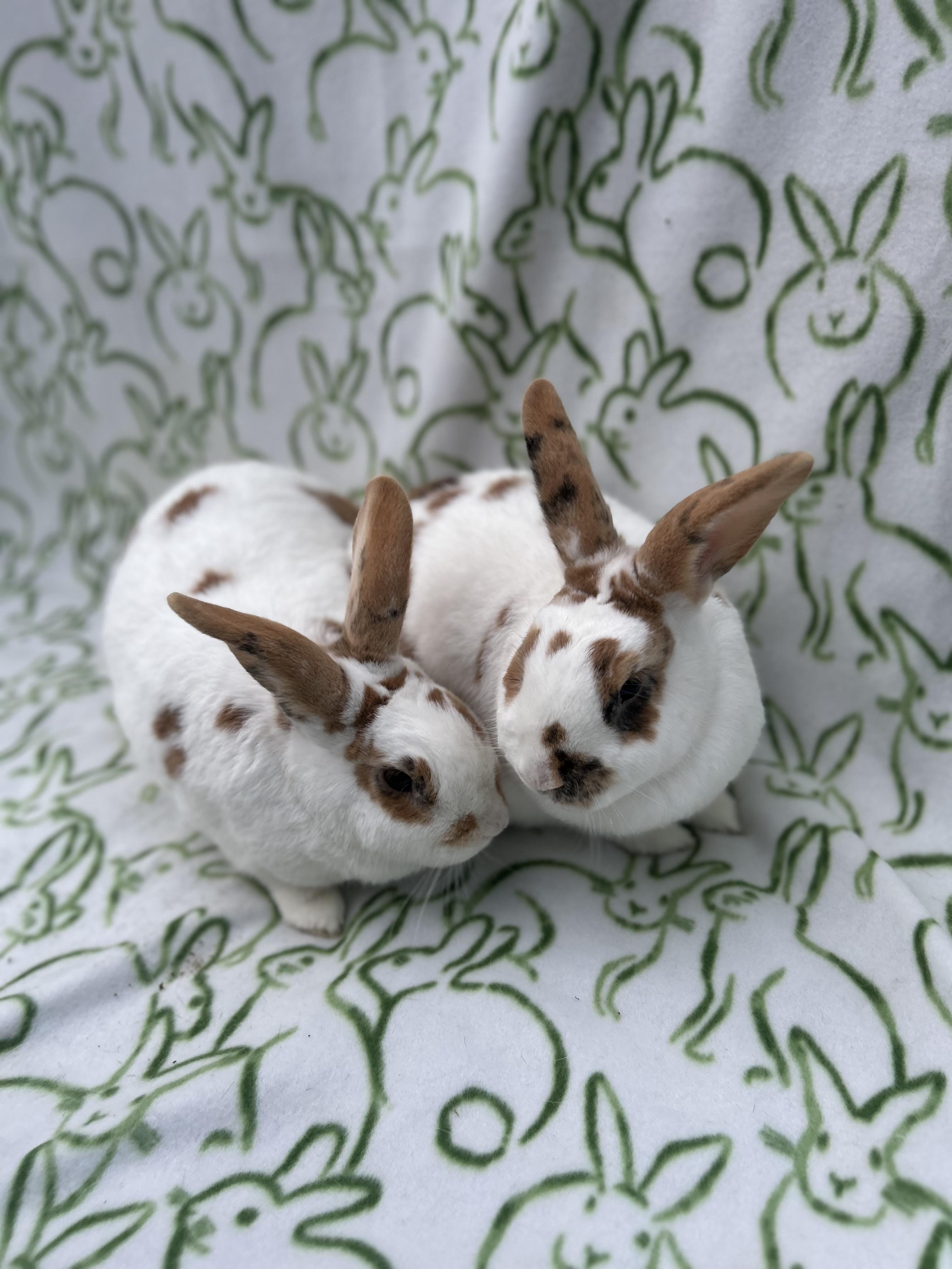 Enlarge Lewis & Clark, a Adoptable mixed breed in Bishopville, SC image 1/5