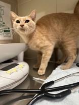 Dolly, Adoptable, Adult Female Domestic Short Hair.