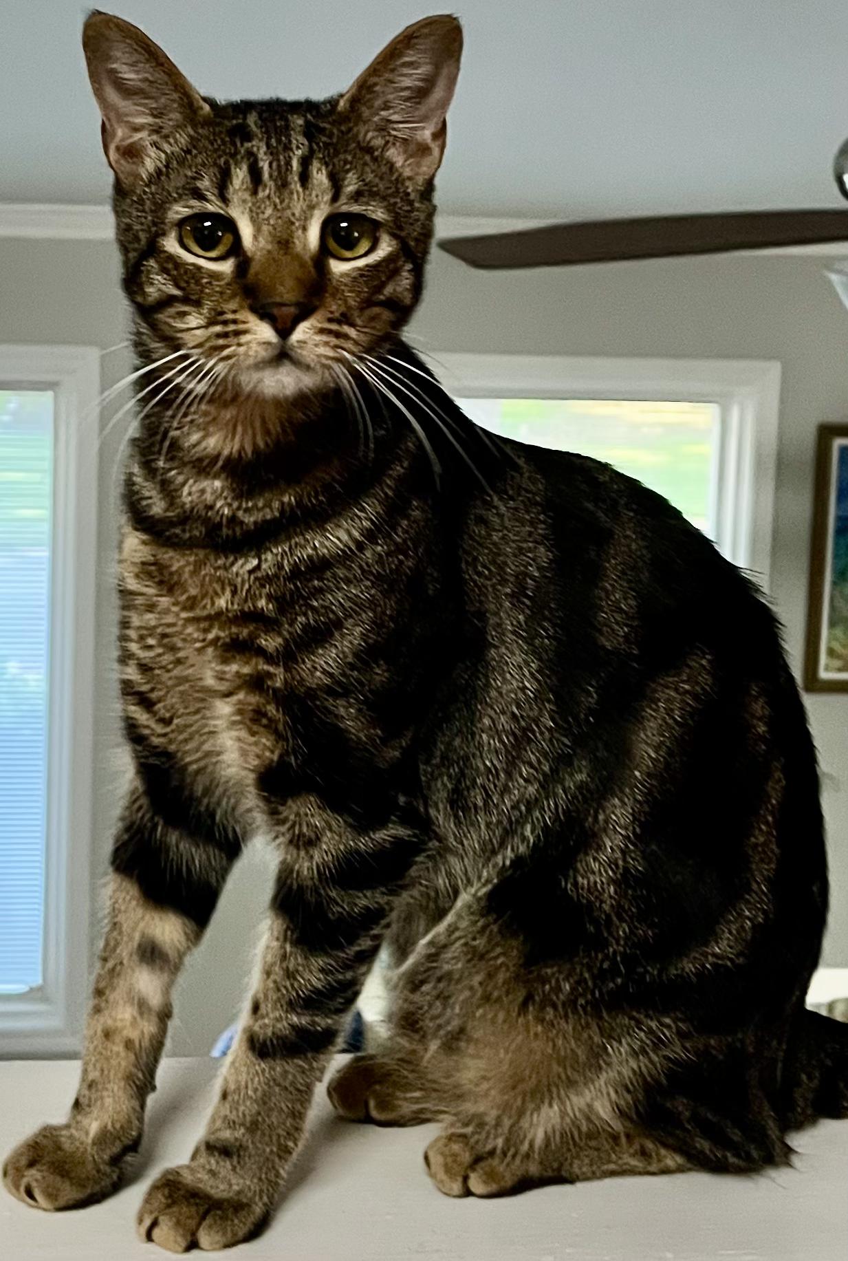 Enlarge Houston, a Adoptable mixed breed in Snellville, GA image 2/4