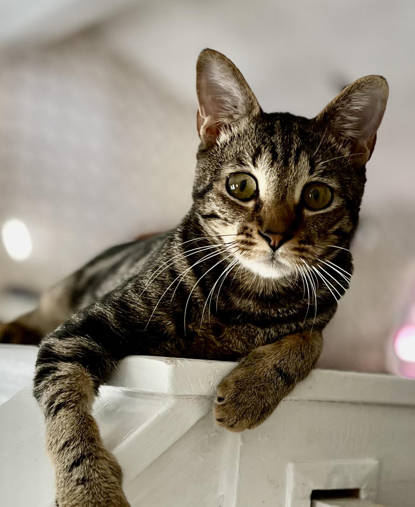 Enlarge Houston, a Adoptable mixed breed in Snellville, GA image 3/4