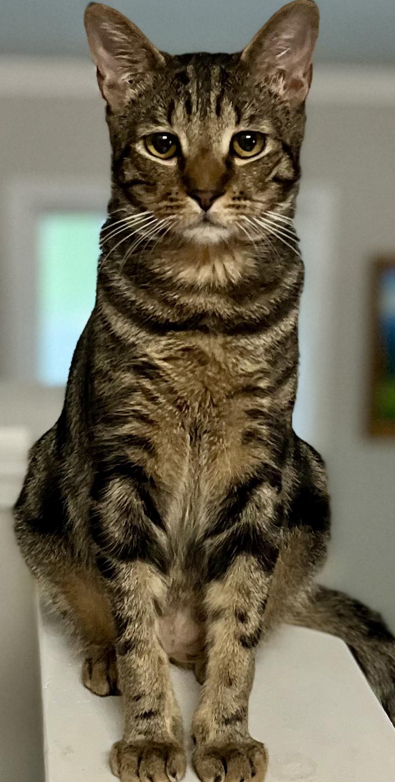 Enlarge Houston, a Adoptable mixed breed in Snellville, GA image 4/4