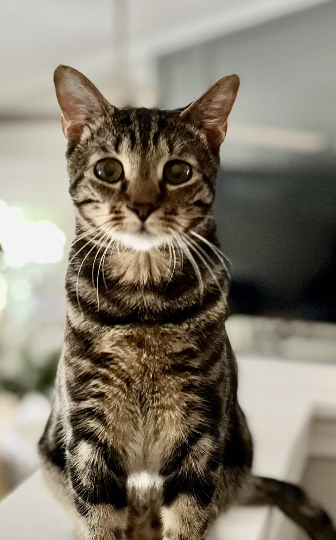 Houston, Adoptable, Young Male Tabby & Domestic Short Hair.