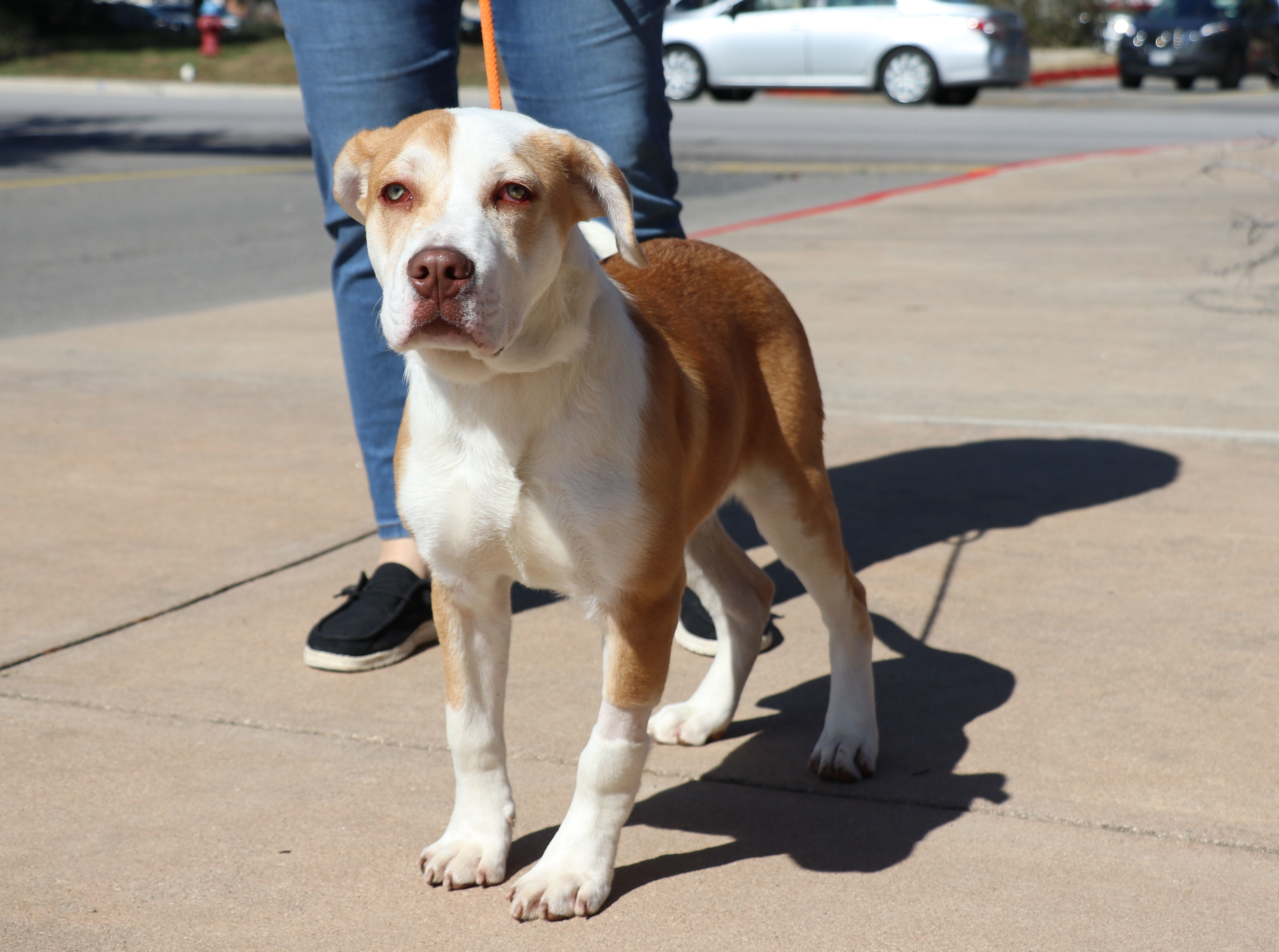 Enlarge Jasper Jay, a Adoptable mixed breed in Pflugerville, TX image 4/13