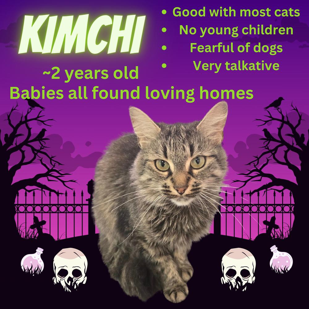 Kimchi, a Adoptable Domestic Medium Hair in Wiarton, ON image 1/2
