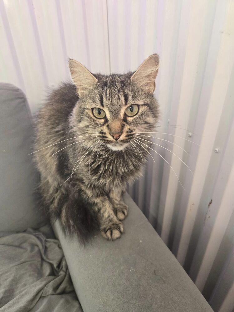 Kimchi, a Adoptable Domestic Medium Hair in Wiarton, ON image 2/2