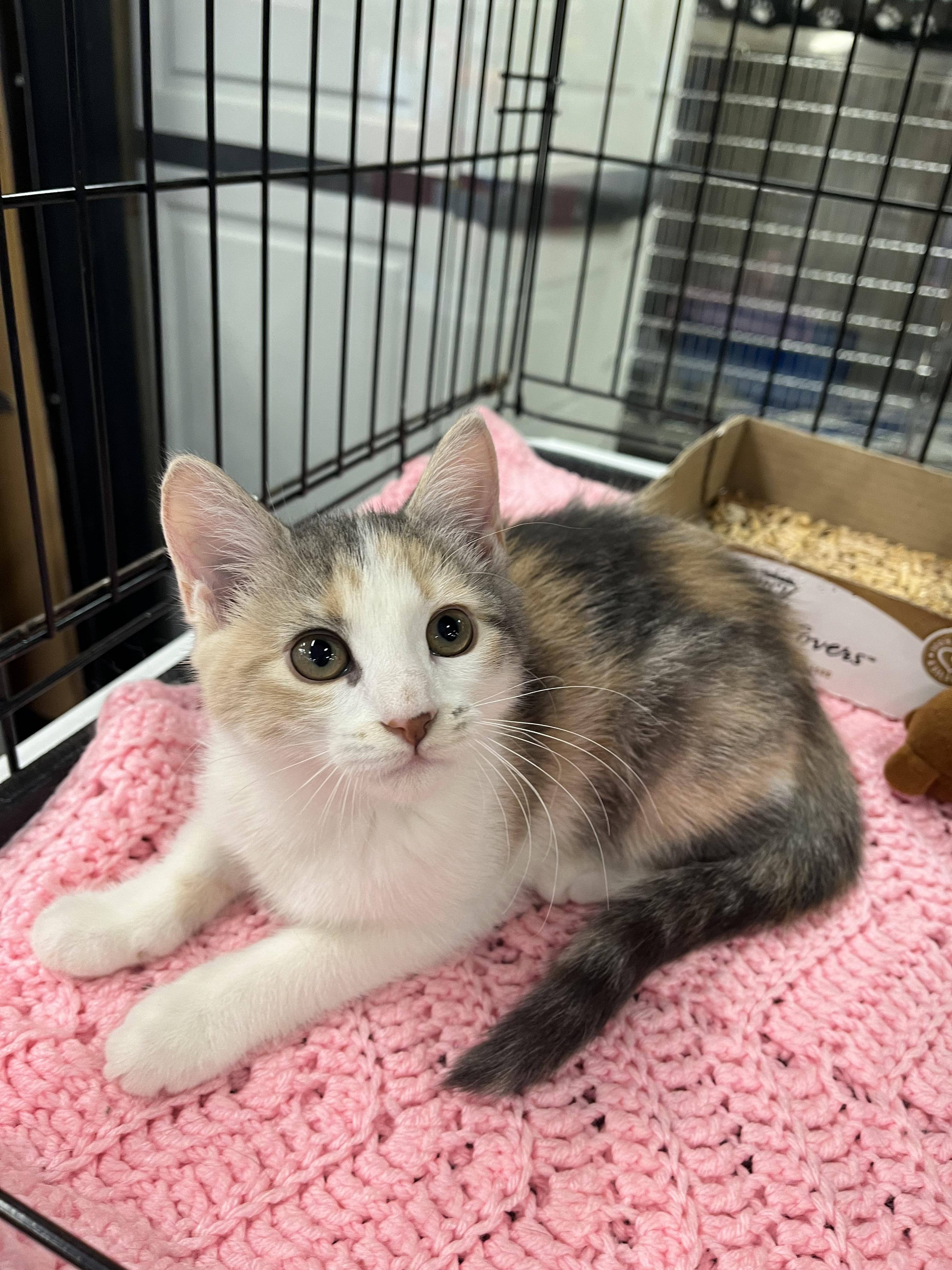 Happy, a ADOPTABLE Calico in Lawrenceville, GA image 3/5