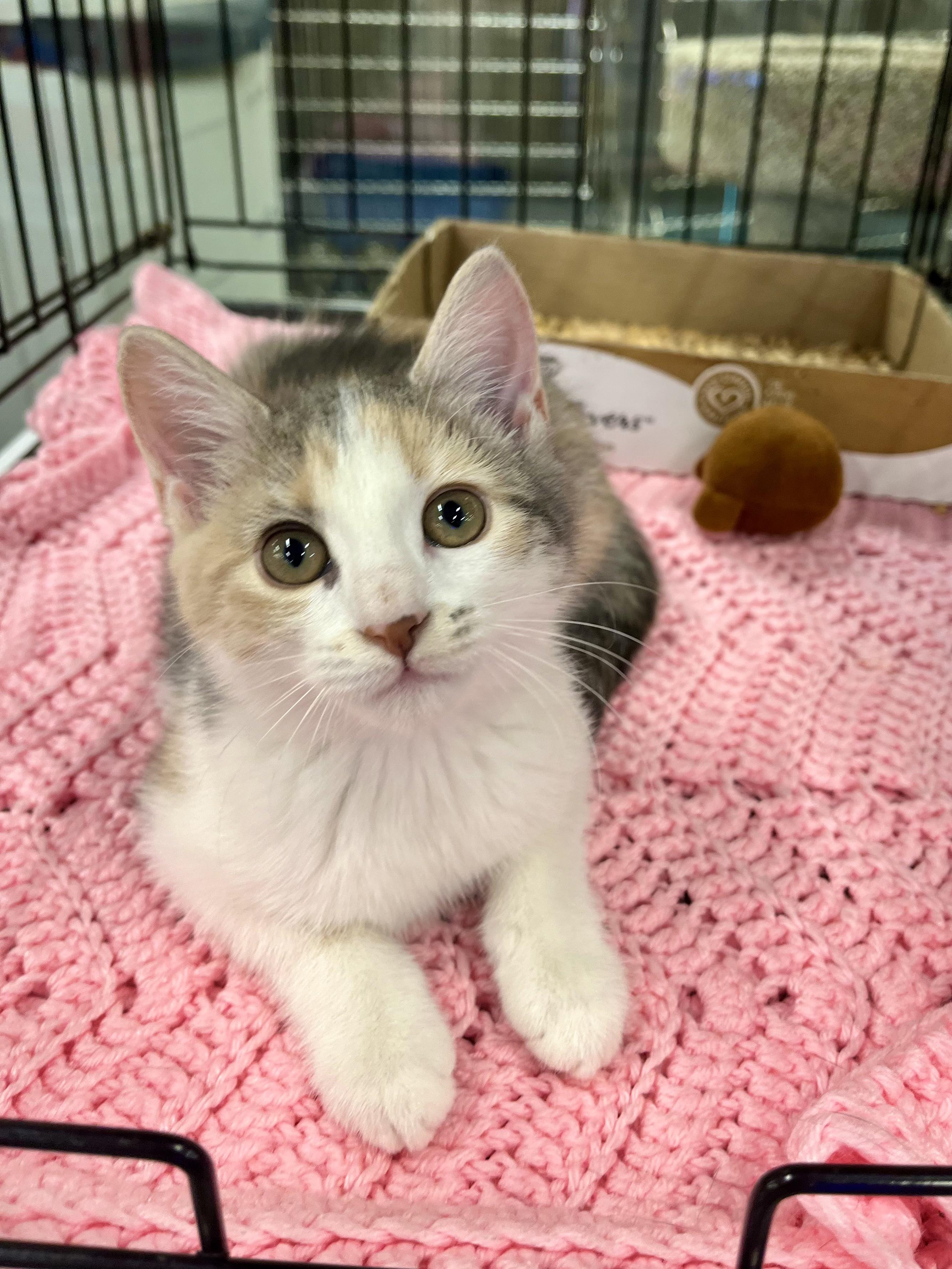 Happy, a ADOPTABLE Calico in Lawrenceville, GA image 2/5
