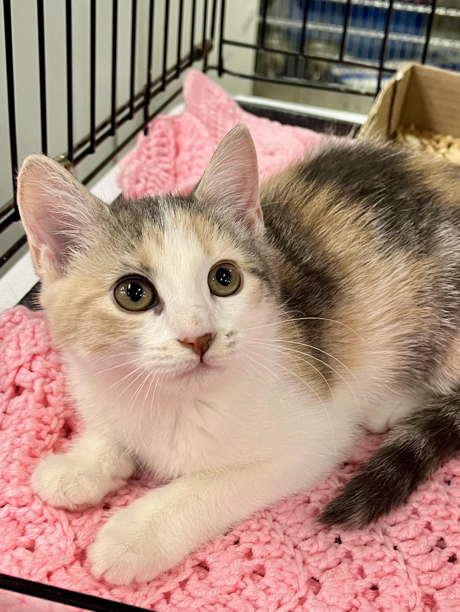 Happy, a ADOPTABLE Calico in Lawrenceville, GA image 5/5
