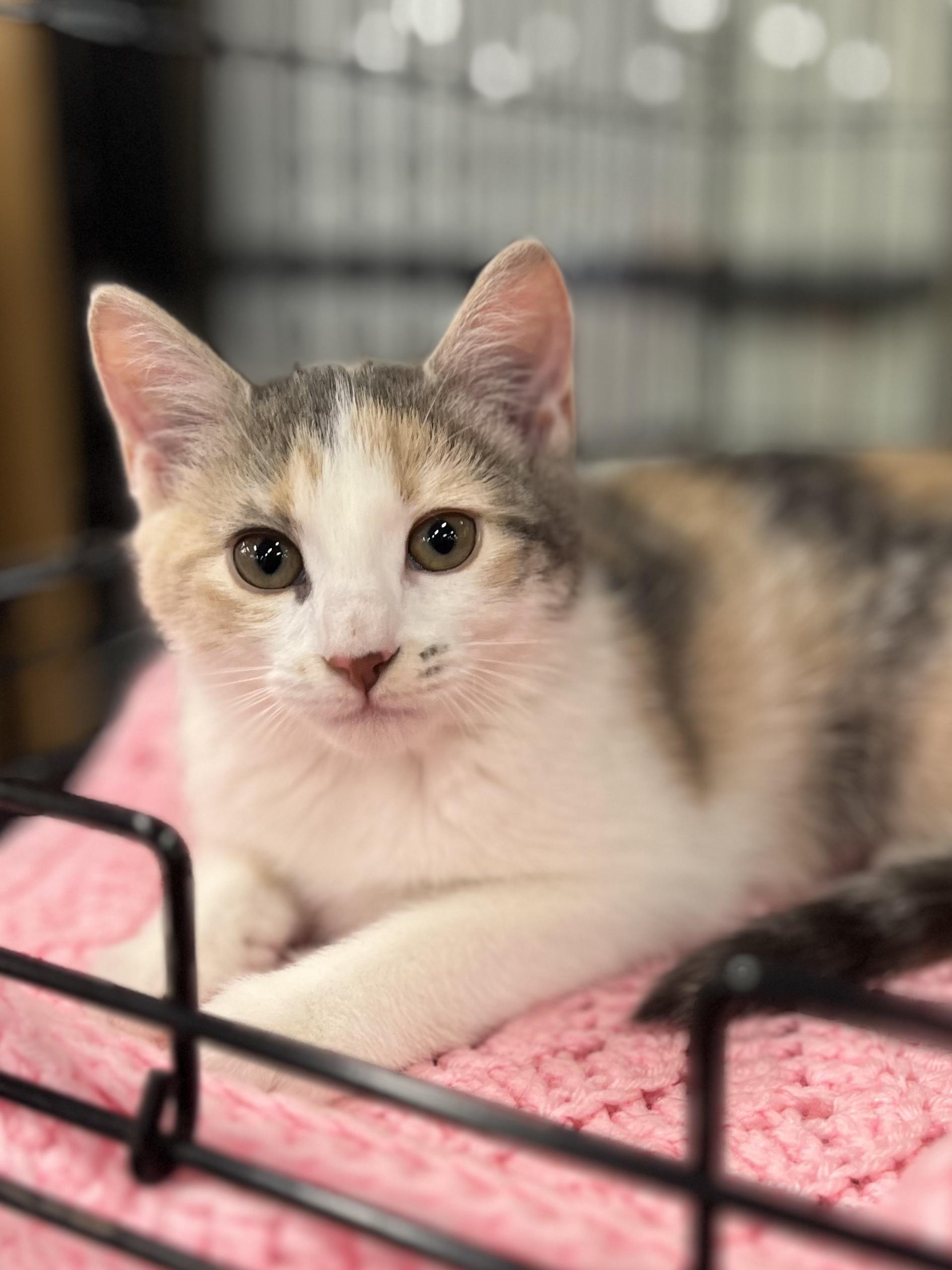 Happy, a ADOPTABLE Calico in Lawrenceville, GA image 1/5