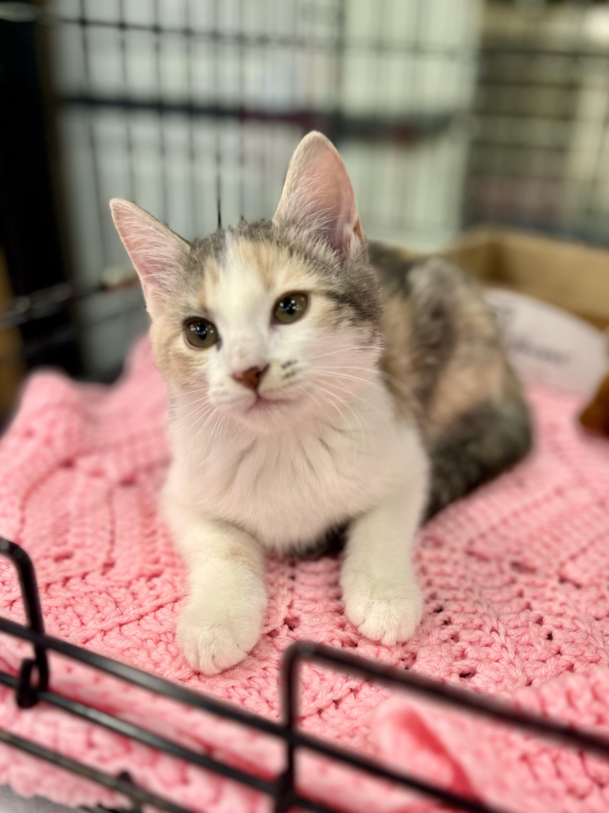 Happy, a ADOPTABLE Calico in Lawrenceville, GA image 4/5
