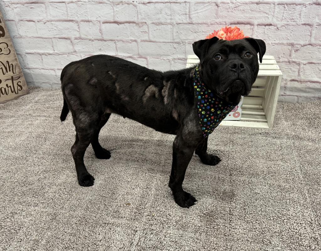 Sweet Lemon, Adoptable, Adult Female Mixed Breed.