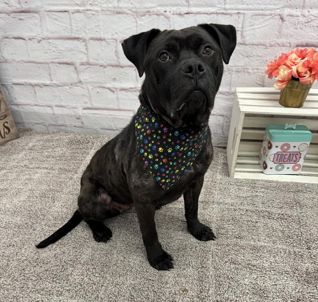 Enlarge Sweet Lemon, a Adoptable mixed breed in Detroit, MI image 2/5