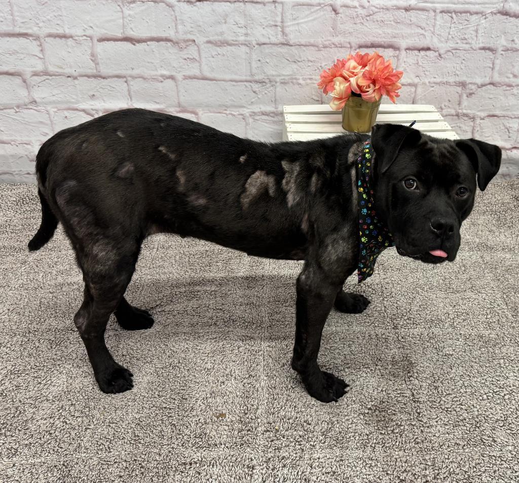 Enlarge Sweet Lemon, a Adoptable mixed breed in Detroit, MI image 3/5