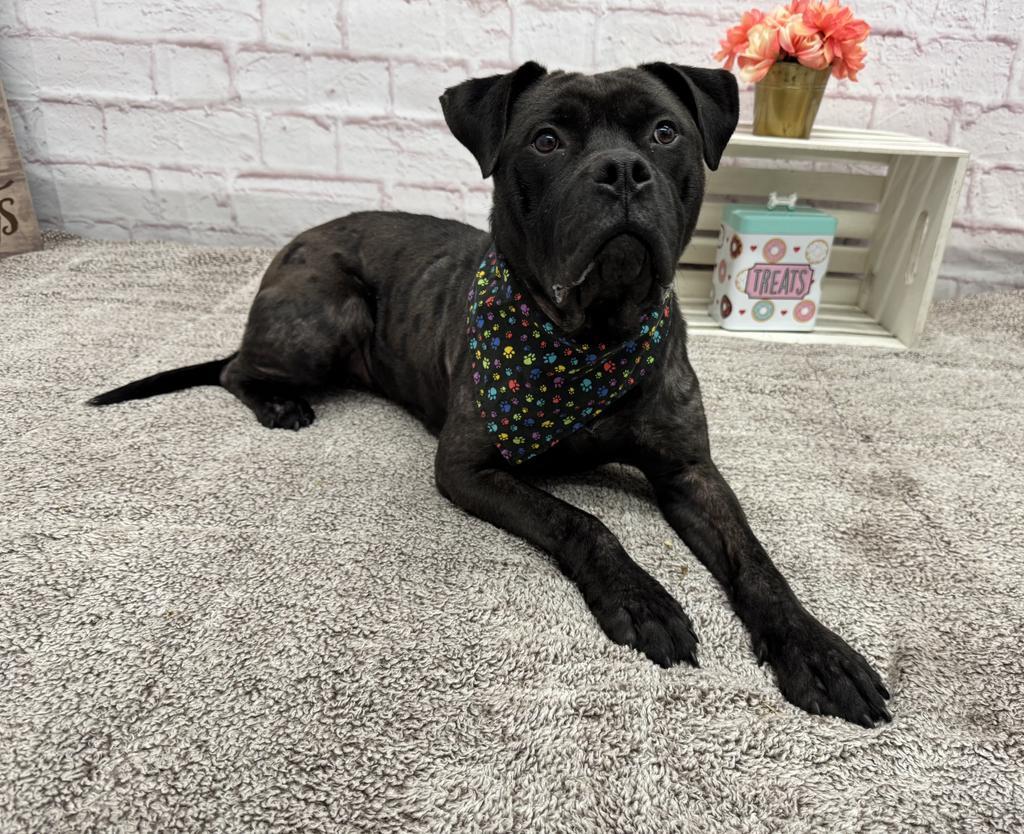 Enlarge Sweet Lemon, a Adoptable mixed breed in Detroit, MI image 4/5