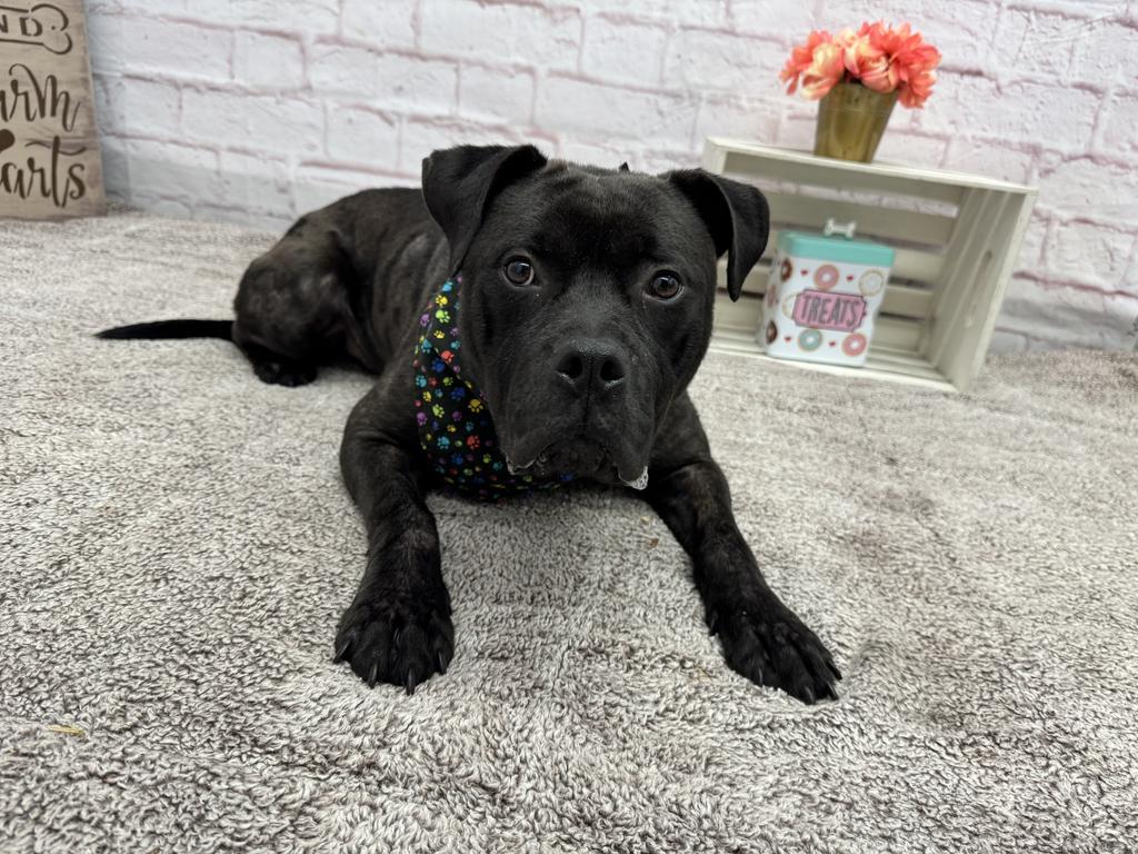 Enlarge Sweet Lemon, a Adoptable mixed breed in Detroit, MI image 5/5