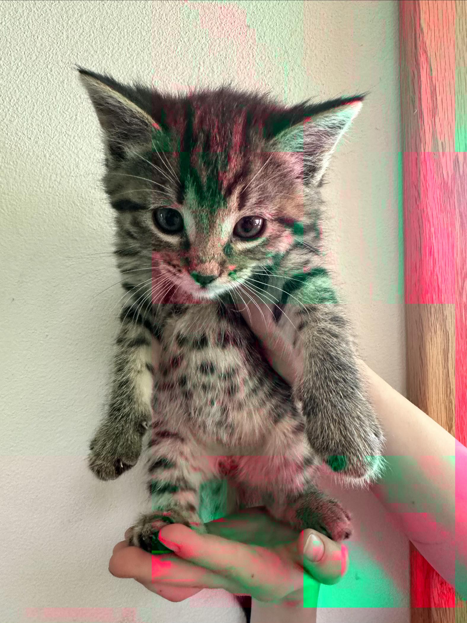 Cirrus, a Adoptable Domestic Short Hair in Sunnyside, WA image 2/2