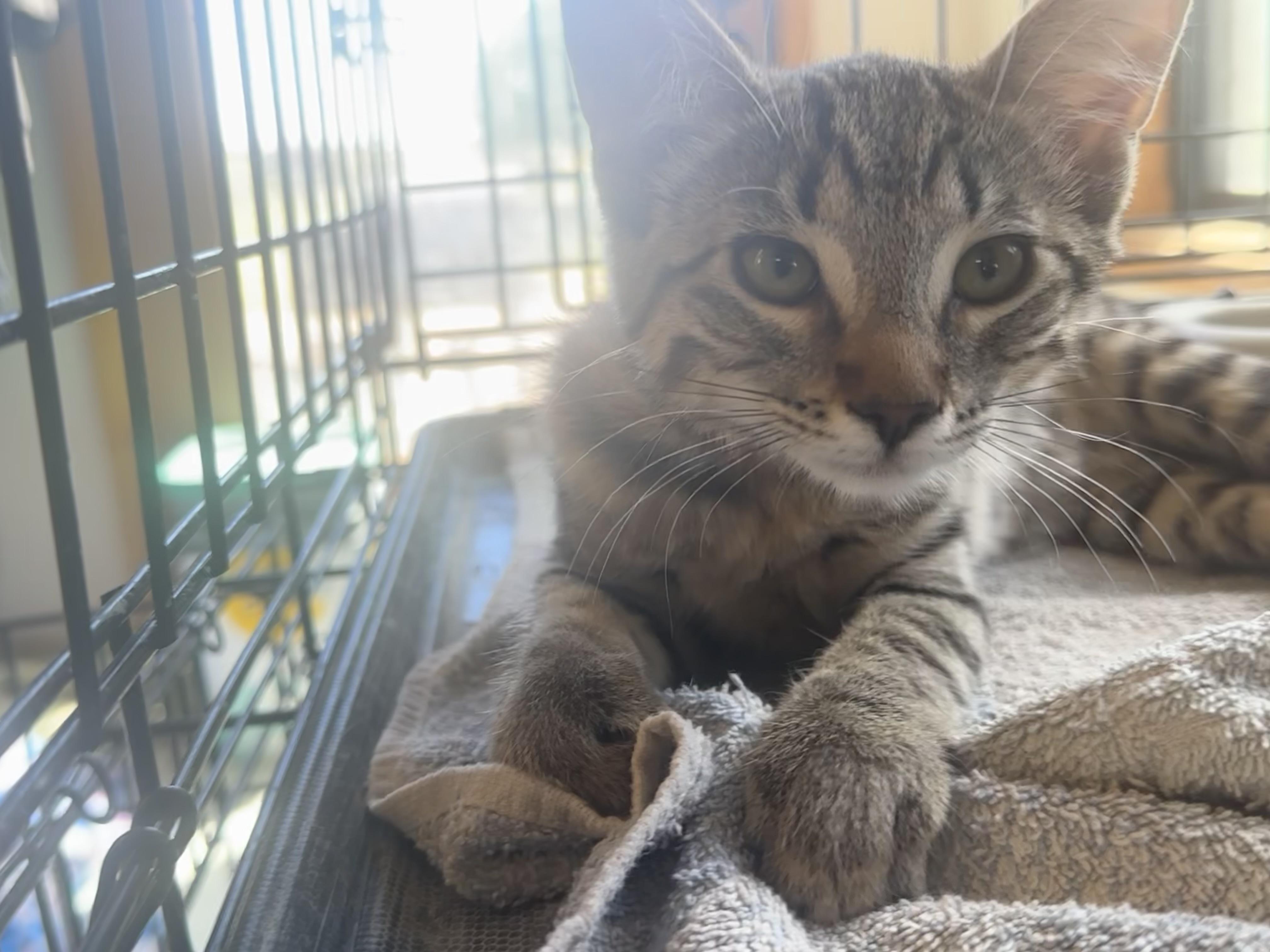 Cirrus, Adoptable, Kitten Female Domestic Short Hair.