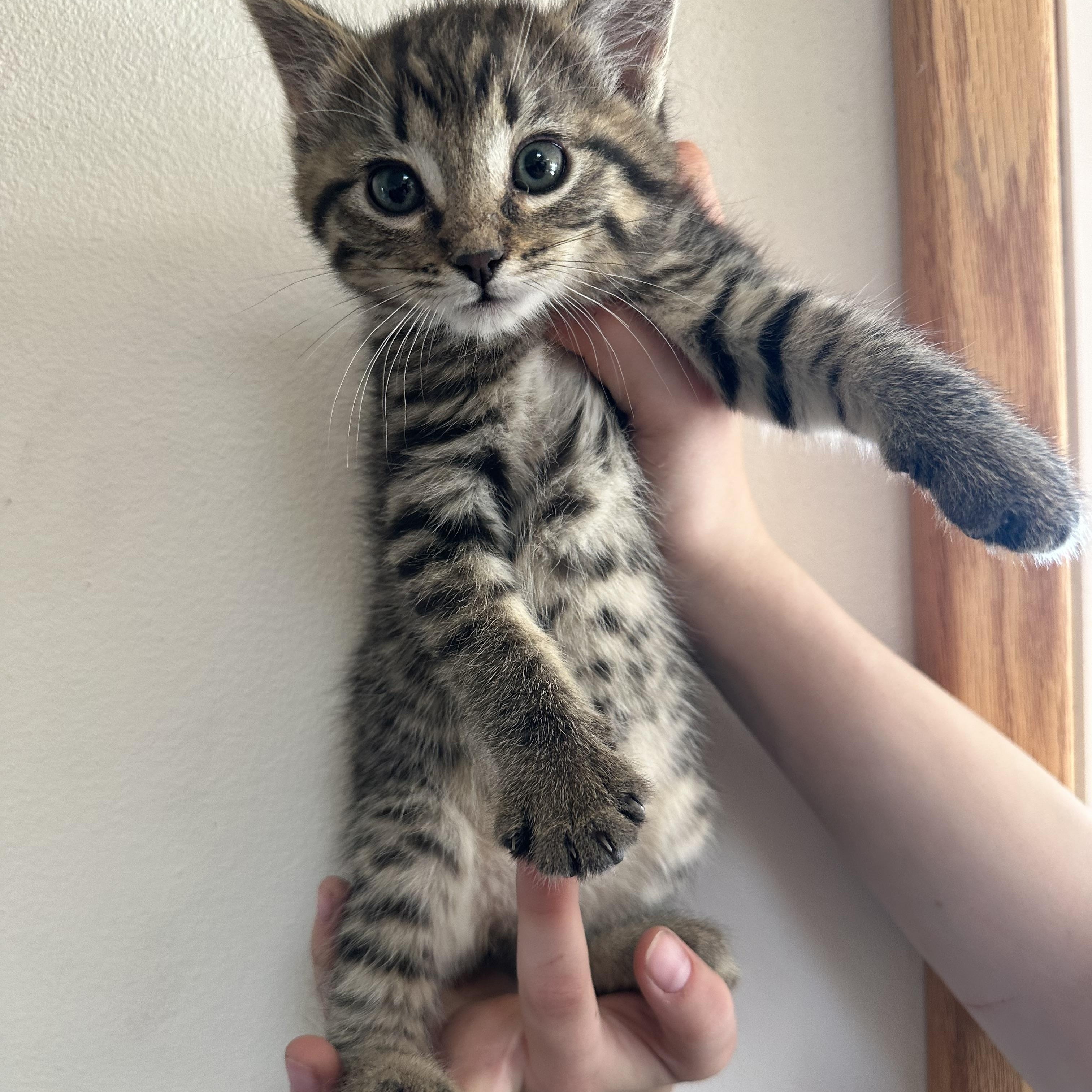 Cirrus, a Adoptable Domestic Short Hair in Sunnyside, WA image 1/2
