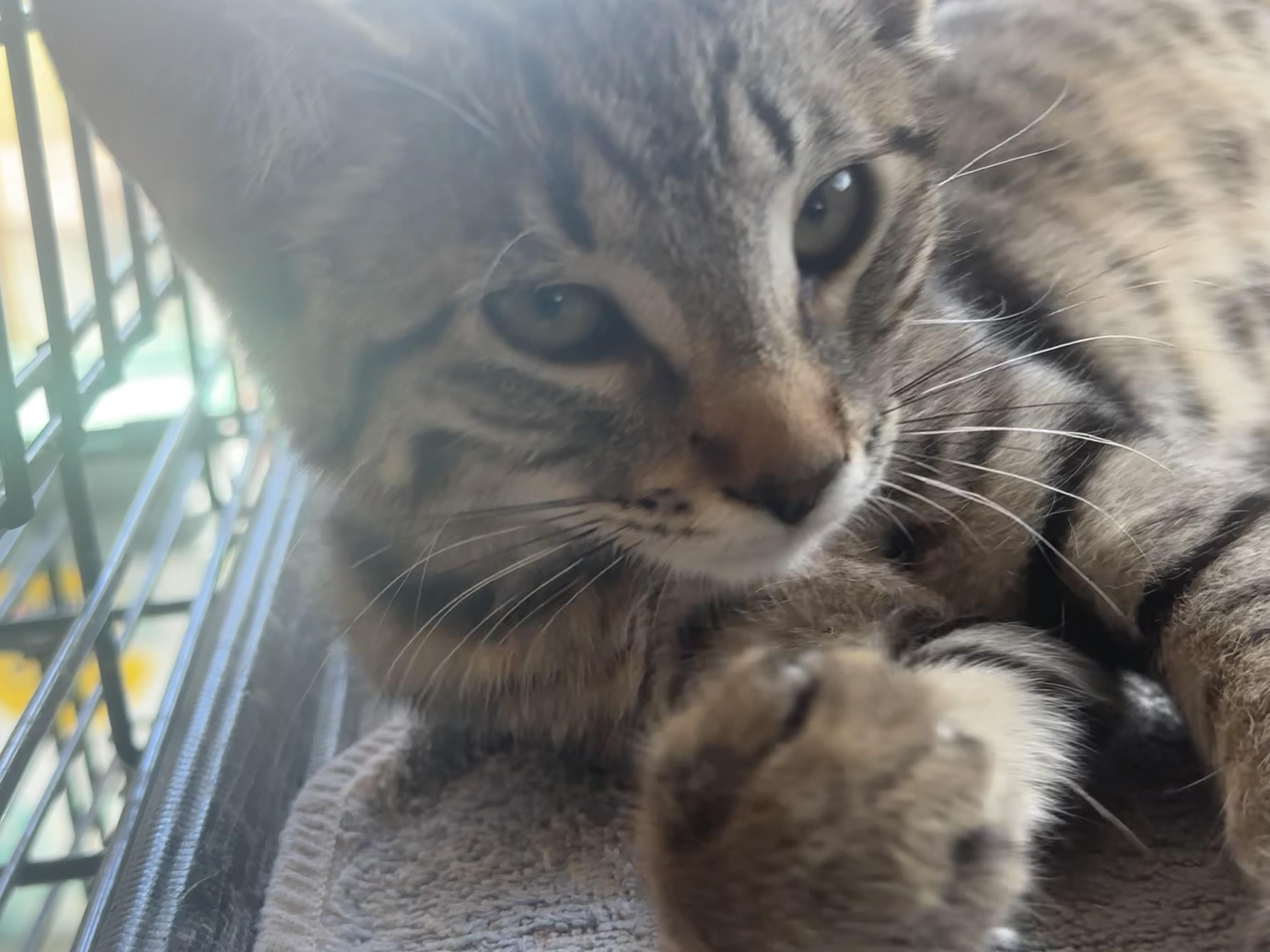 Enlarge Cirrus, a Adoptable Domestic Short Hair in Sunnyside, WA image 3/3