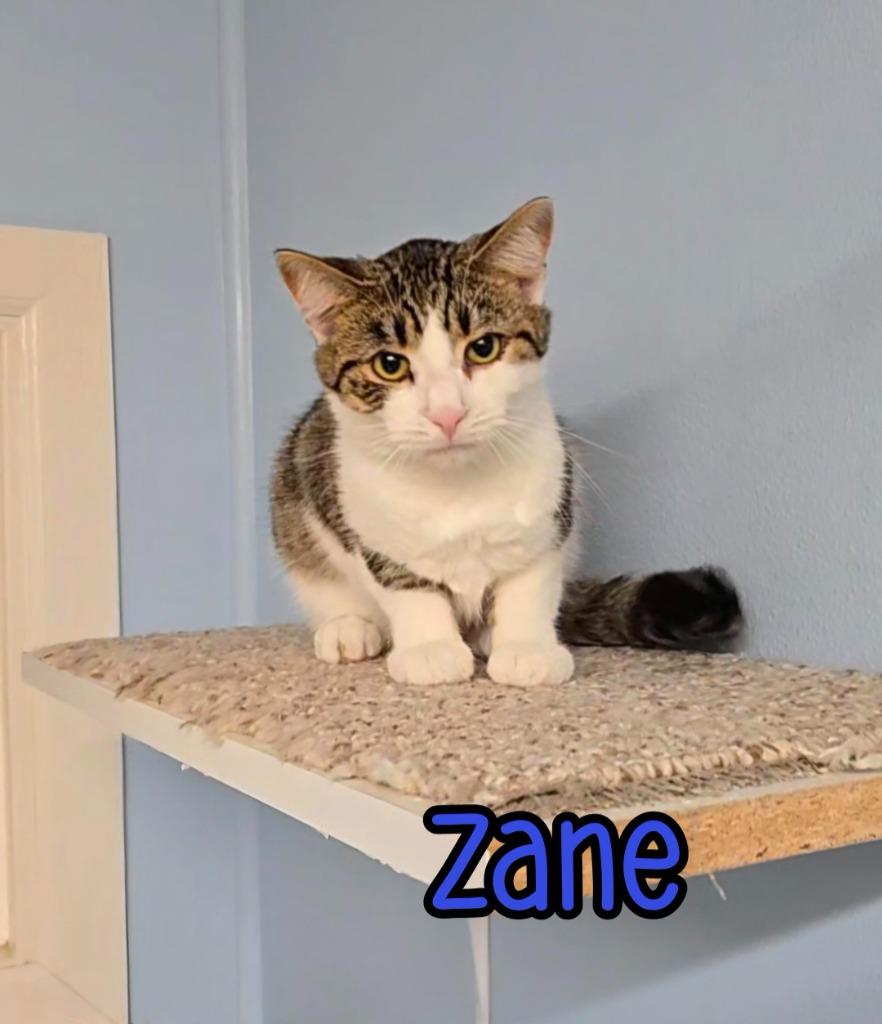 Enlarge Zane, a Adoptable mixed breed in Port Clinton, OH image 1/6