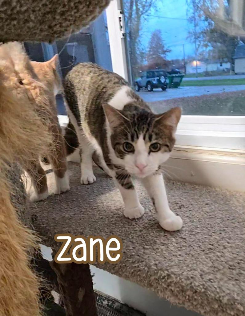 Enlarge Zane, a Adoptable mixed breed in Port Clinton, OH image 2/6