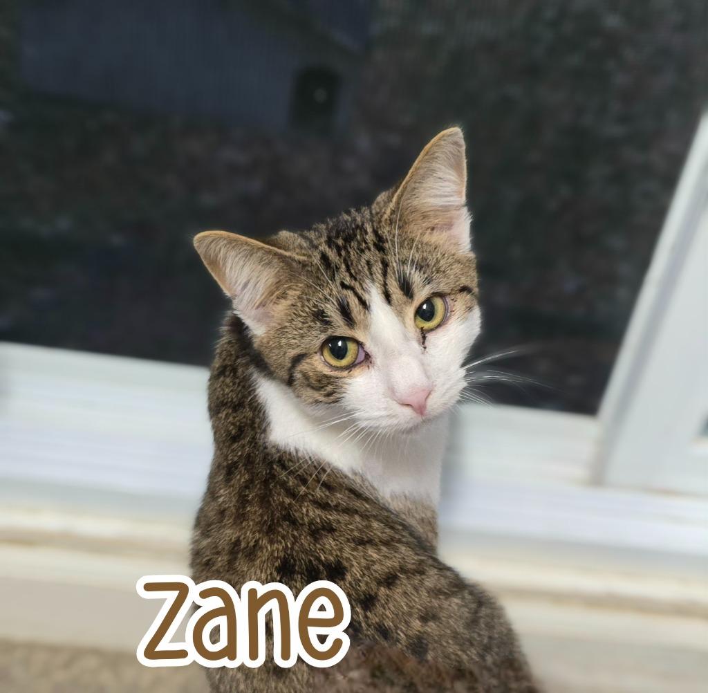 Enlarge Zane, a Adoptable mixed breed in Port Clinton, OH image 4/6