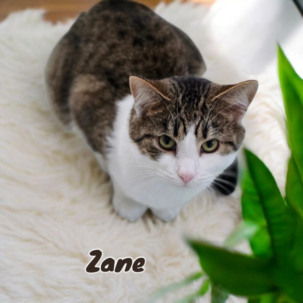 Enlarge Zane, a Adoptable mixed breed in Port Clinton, OH image 4/6