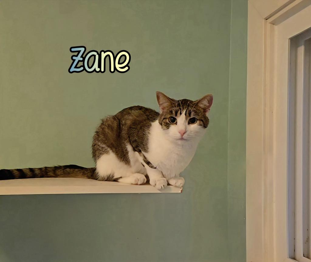 Enlarge Zane, a Adoptable mixed breed in Port Clinton, OH image 5/6
