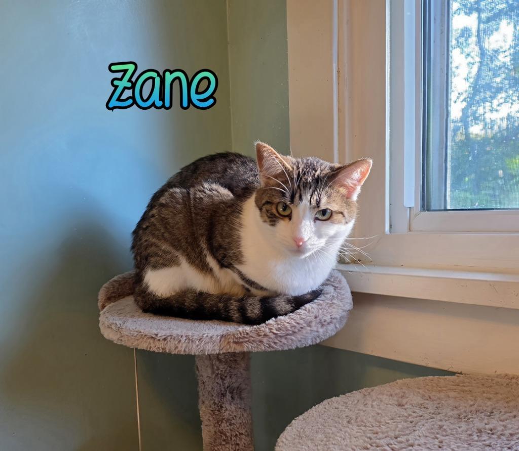 Enlarge Zane, a Adoptable mixed breed in Port Clinton, OH image 5/6