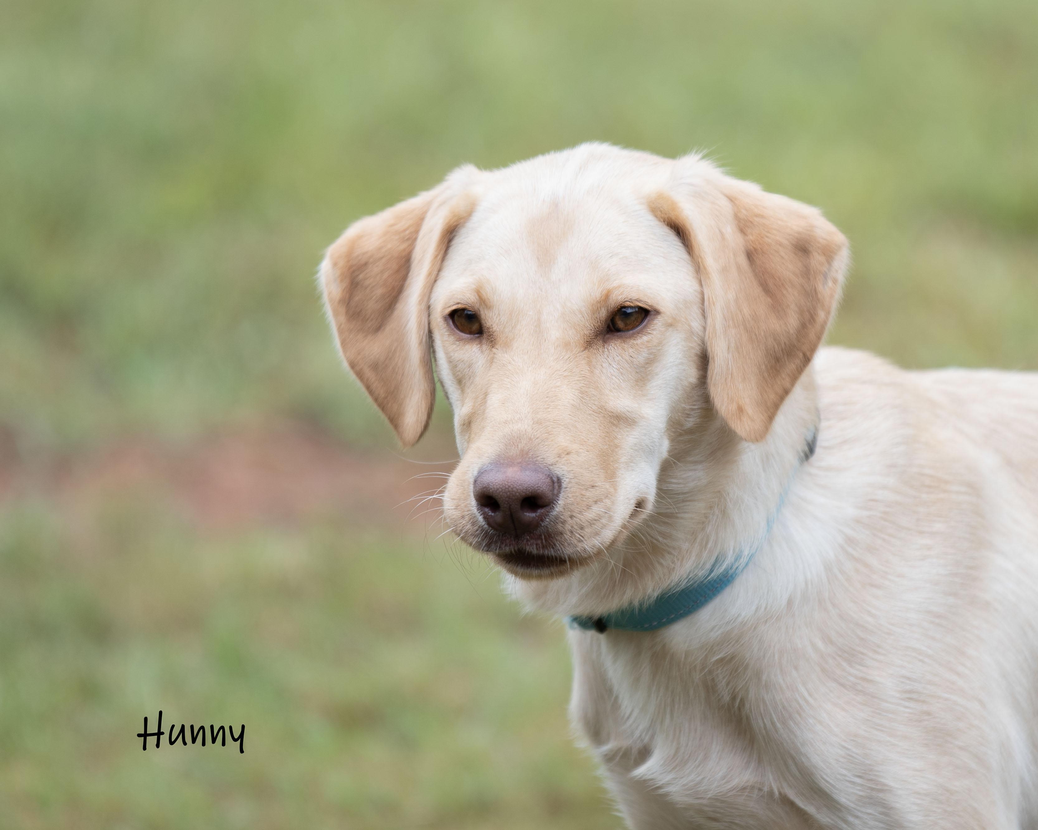 Hunny, Adoptable, Adult Female Labrador Retriever.
