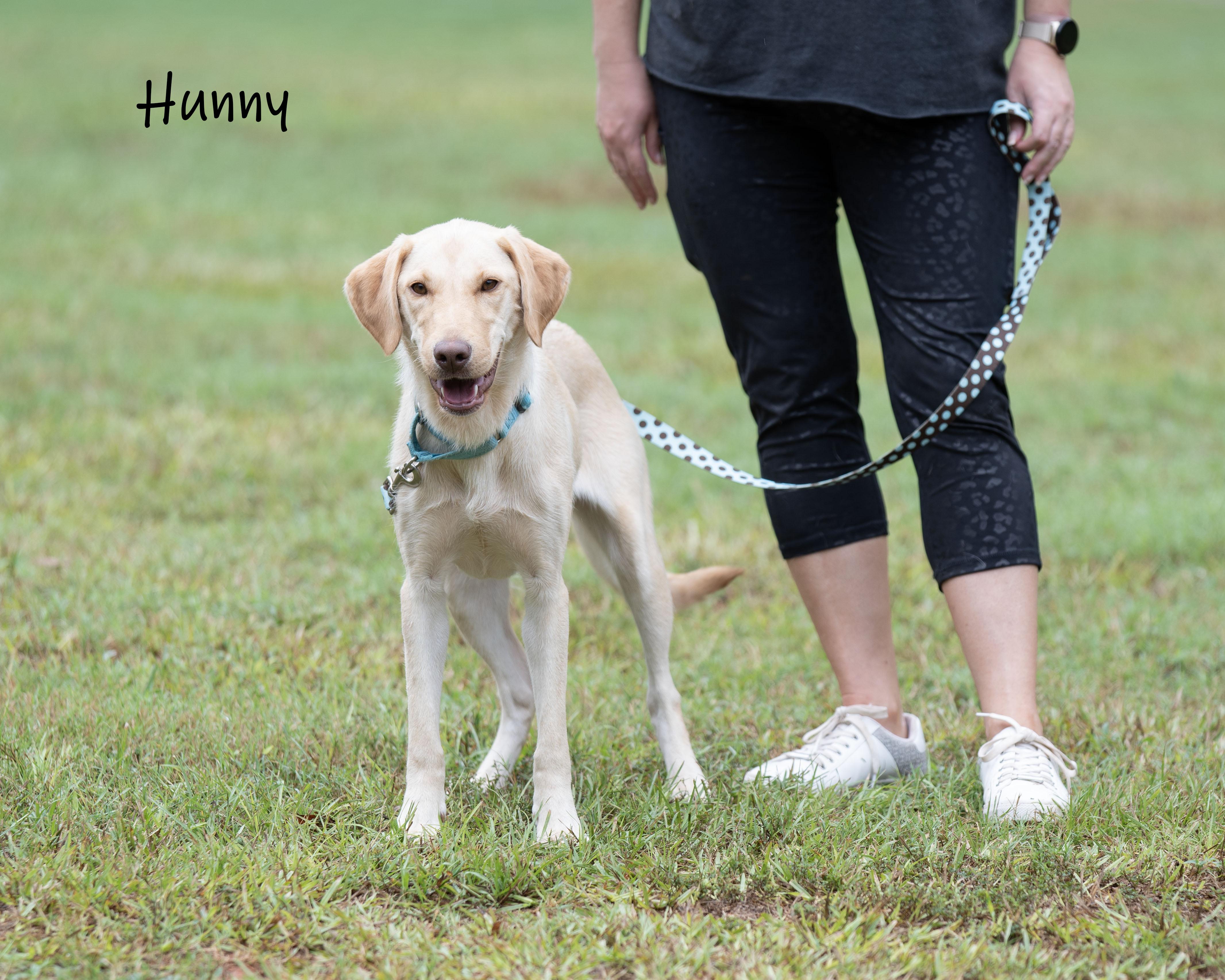 Enlarge Hunny, a Adoptable mixed breed in Bishop, GA image 4/6