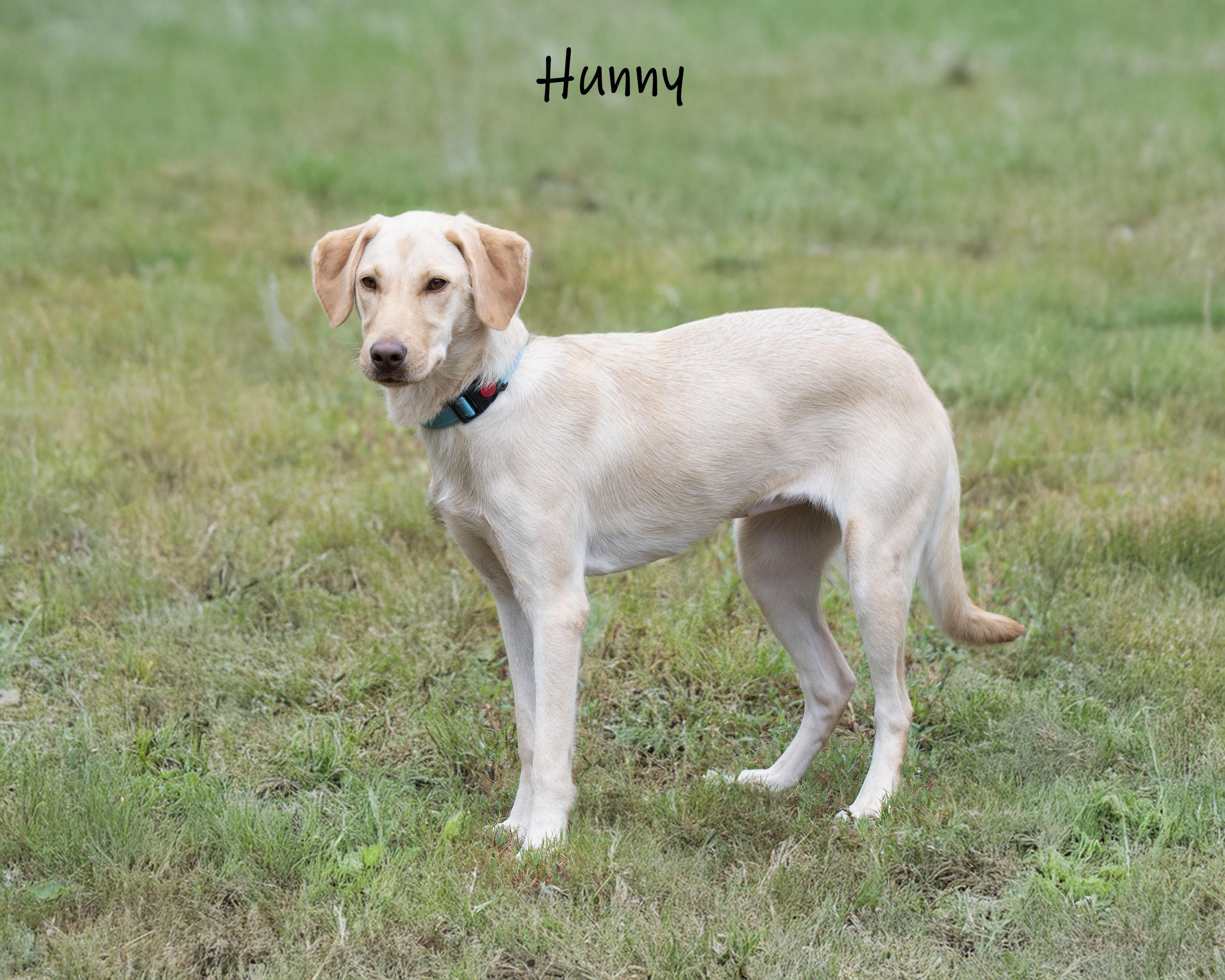 Enlarge Hunny, a Adoptable mixed breed in Bishop, GA image 2/6