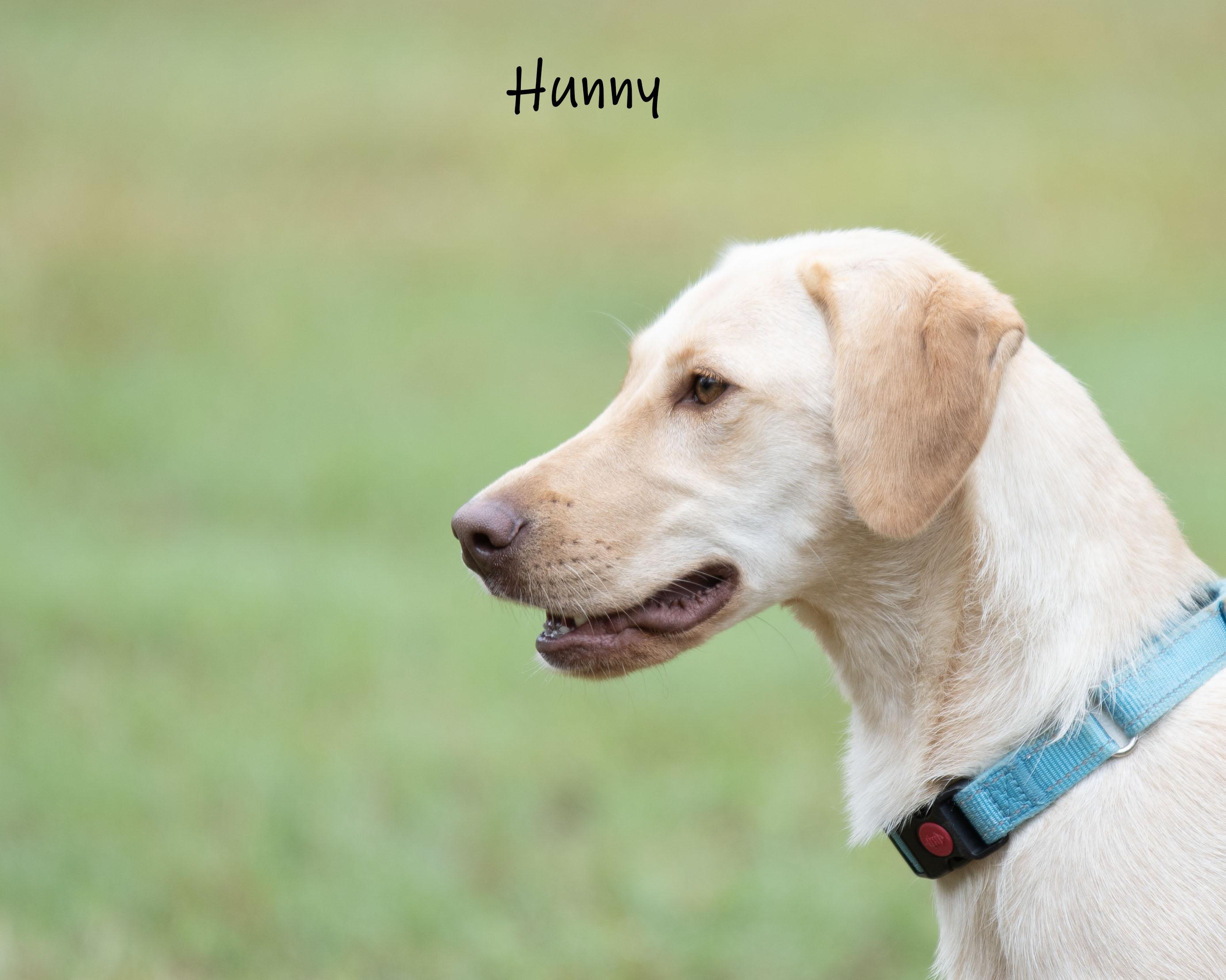 Enlarge Hunny, a Adoptable mixed breed in Bishop, GA image 5/6