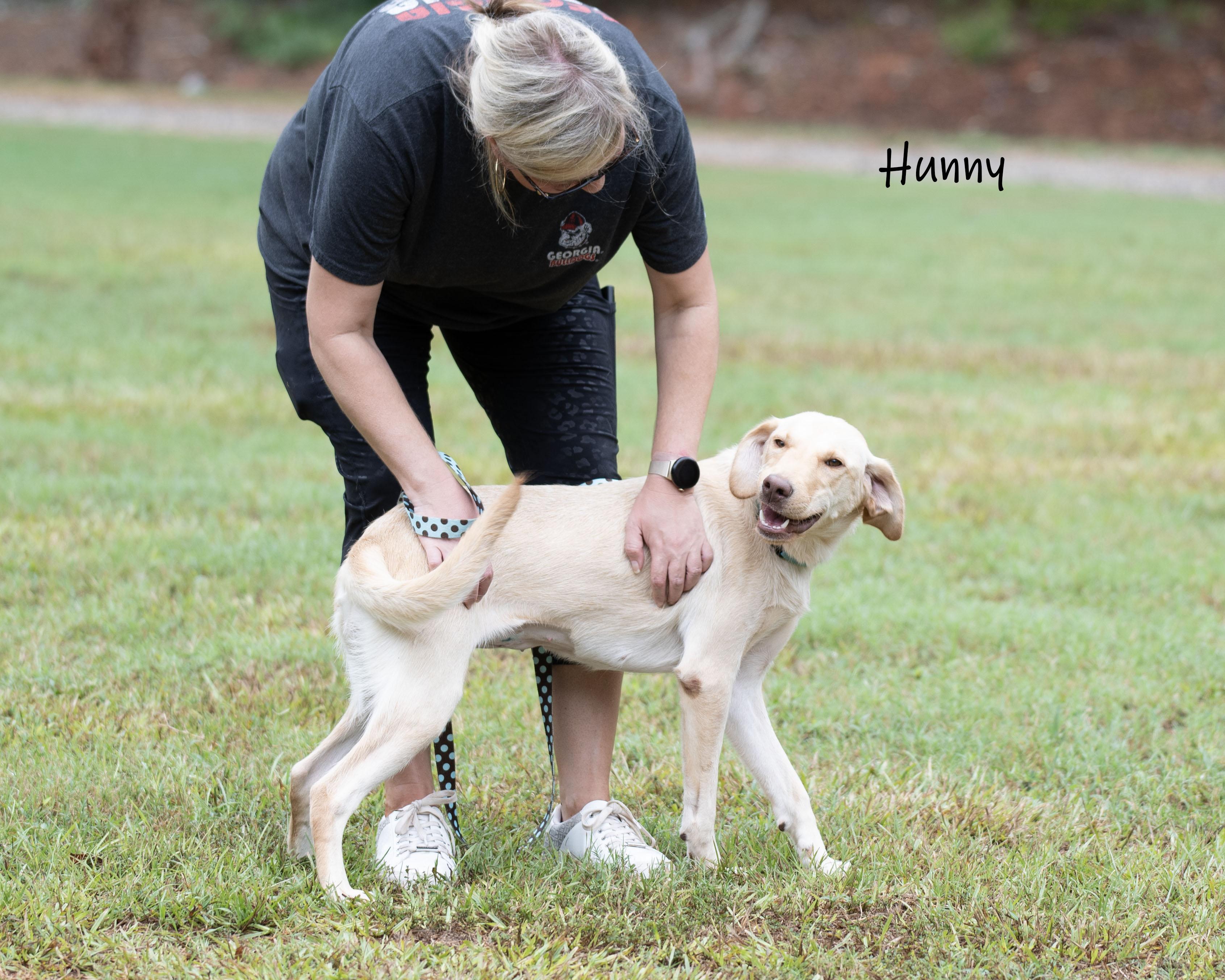 Enlarge Hunny, a Adoptable mixed breed in Bishop, GA image 3/6