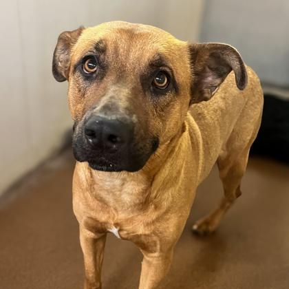 Enlarge Rover, a Adoptable Mixed Breed in Winfield, KS image 1/1