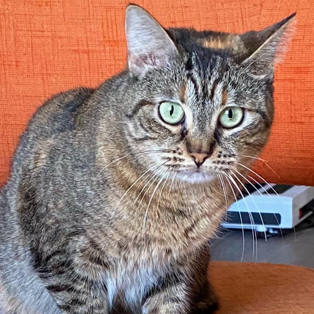 Enlarge Clara Louise, a Adoptable Domestic Short Hair in manchester, NH image 3/5