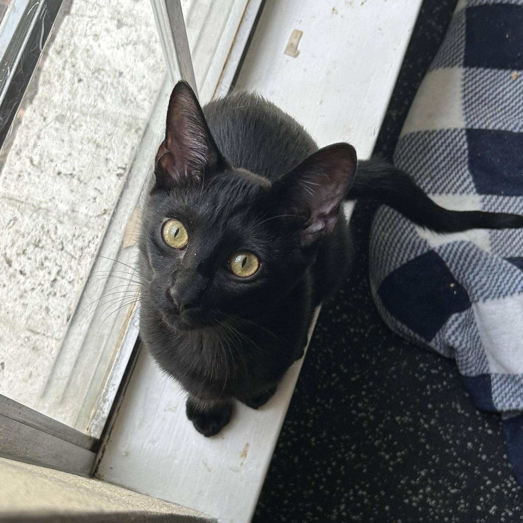 Enlarge Uncle Jeff, a Adoptable Domestic Short Hair in Wayzata, MN image 4/5