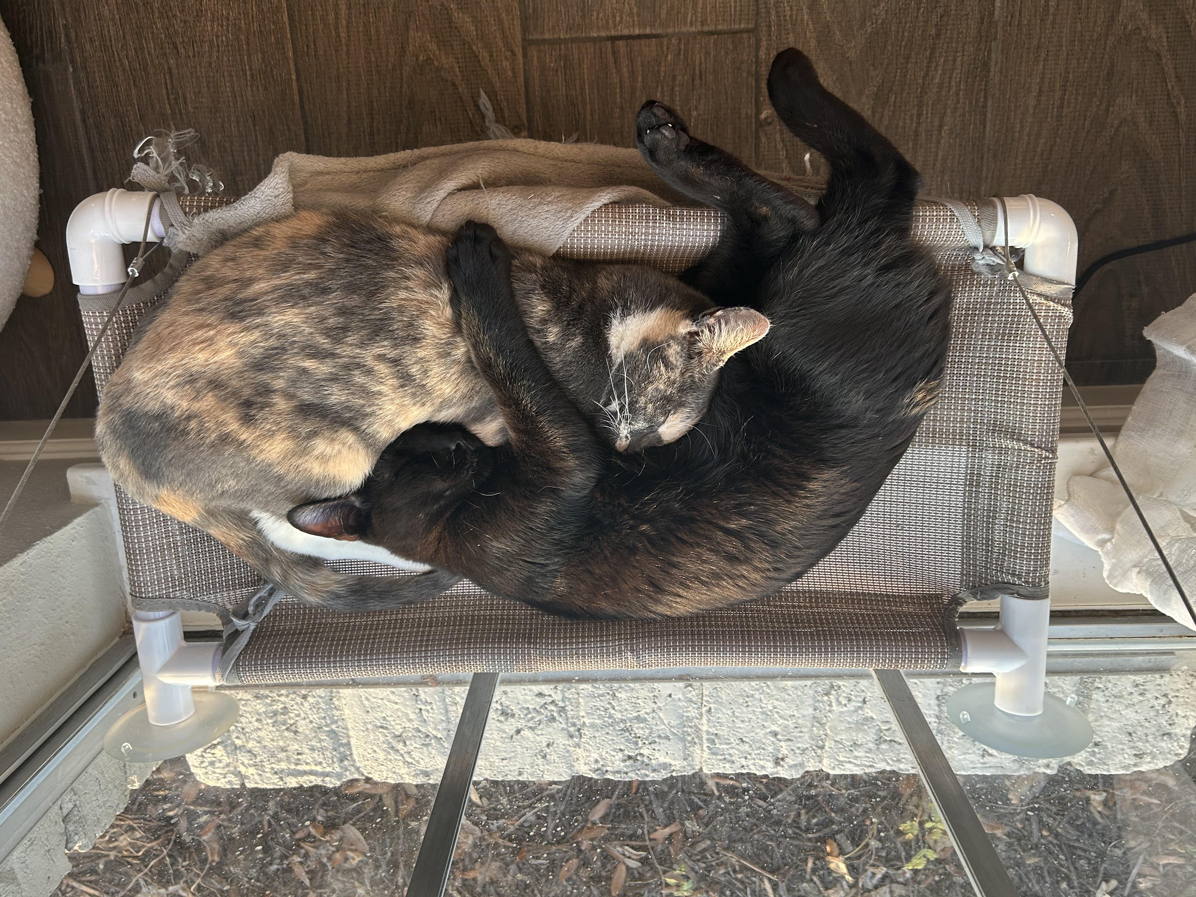 Enlarge Uncle Jeff, a Adoptable Domestic Short Hair in Wayzata, MN image 5/5