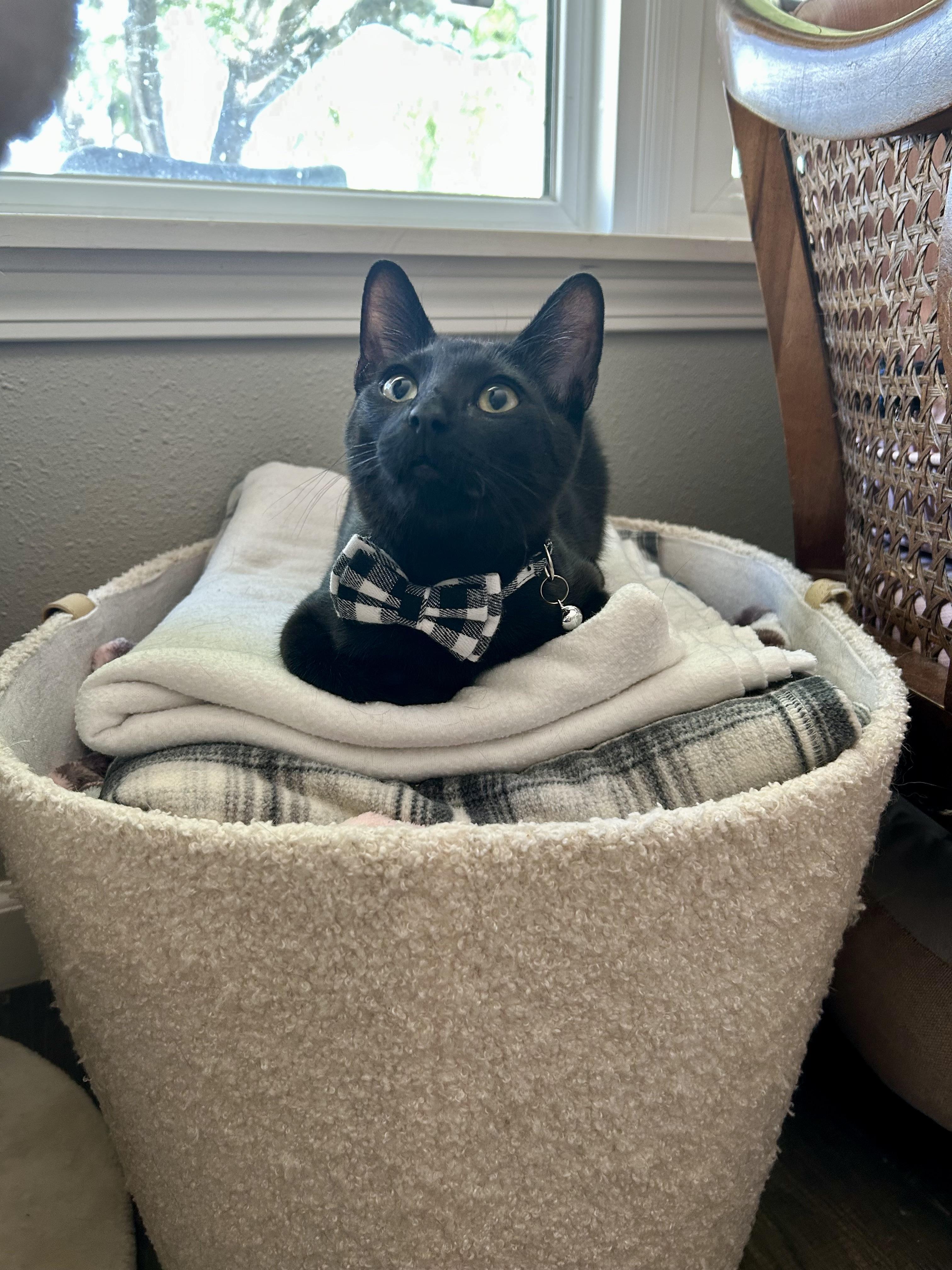 Enlarge Uncle Jeff, a Adoptable Domestic Short Hair in Wayzata, MN image 3/5