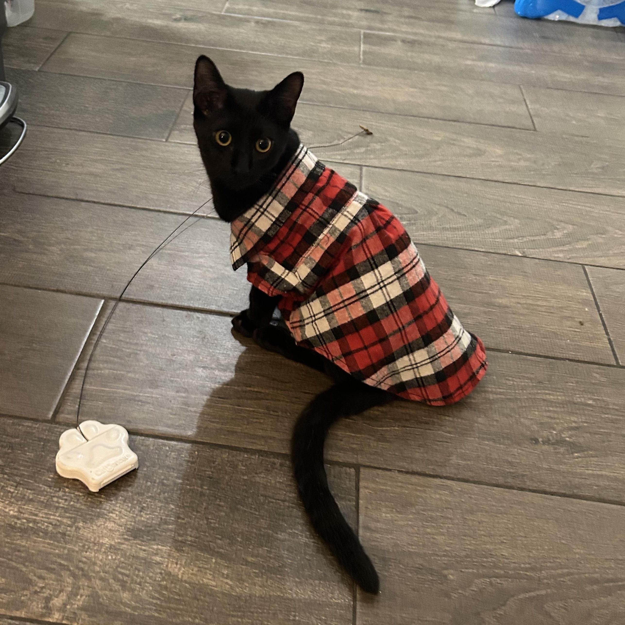 Enlarge Uncle Jeff, a Adoptable Domestic Short Hair in Wayzata, MN image 2/5