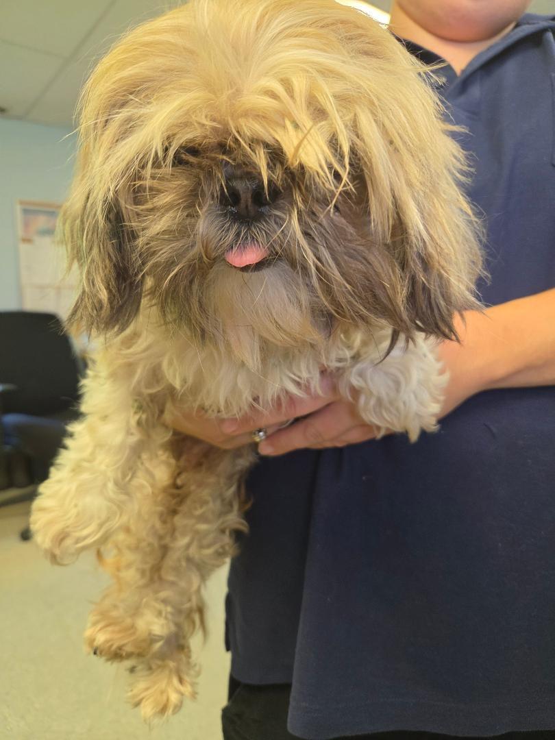 June, adopted, Young Female Shih Tzu.