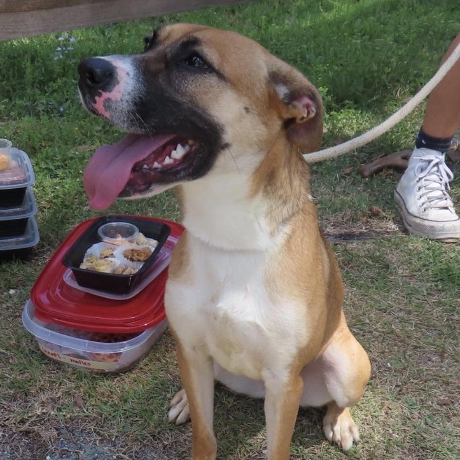 Enlarge Sunflower, a Adoptable Mixed Breed in QUINCY, FL image 1/4