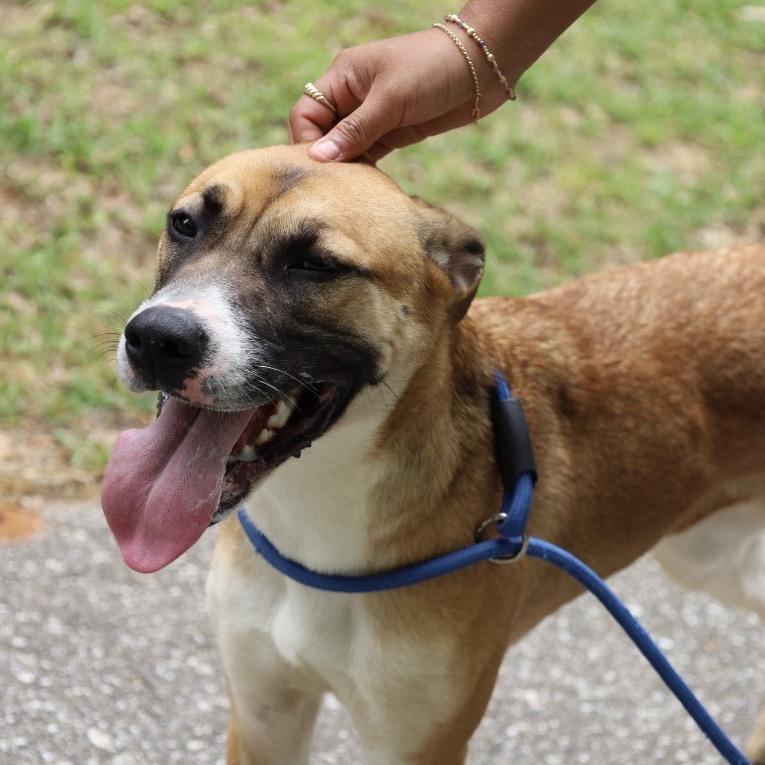 Enlarge Sunflower, a Adoptable Mixed Breed in QUINCY, FL image 2/4