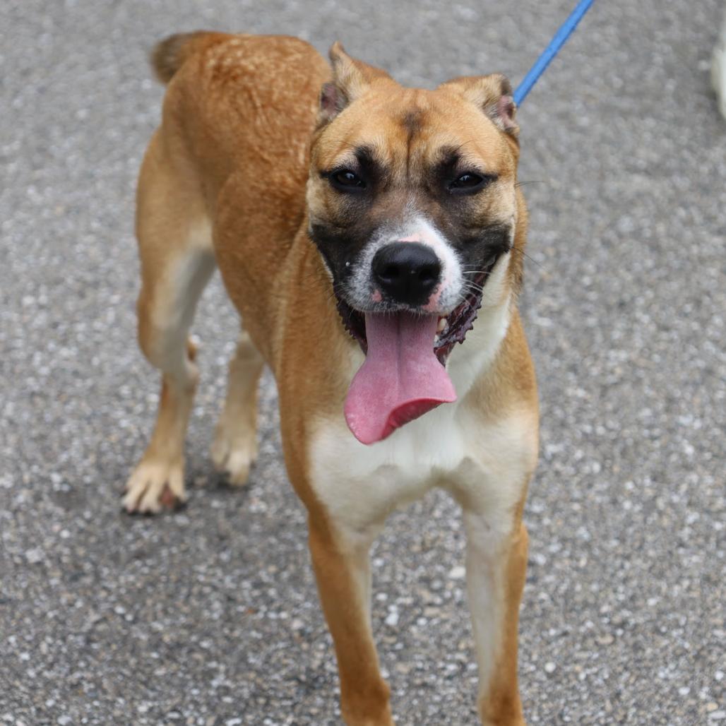 Enlarge Sunflower, a Adoptable Mixed Breed in QUINCY, FL image 3/4