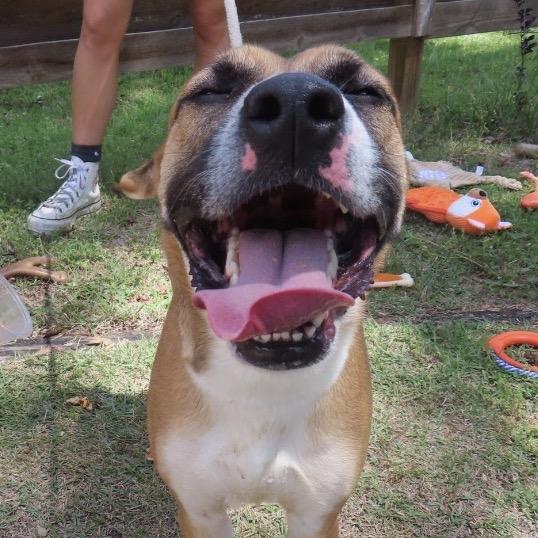 Enlarge Sunflower, a Adoptable Mixed Breed in QUINCY, FL image 4/4