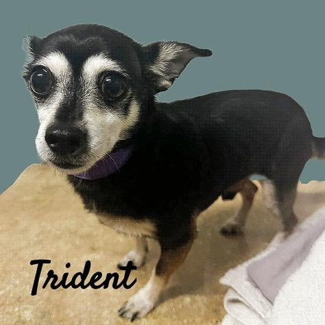 Trident
